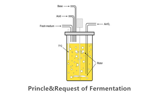 bioreactor fermenter/fermentation