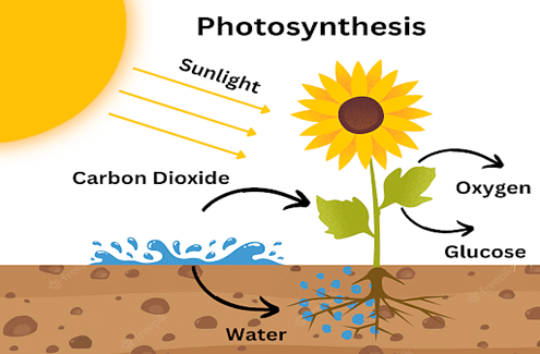 plant photosynthesis analyzer